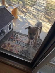 Found/Stray Unknown Dog last seen 43rd & Joliet , Lubbock, TX 79413