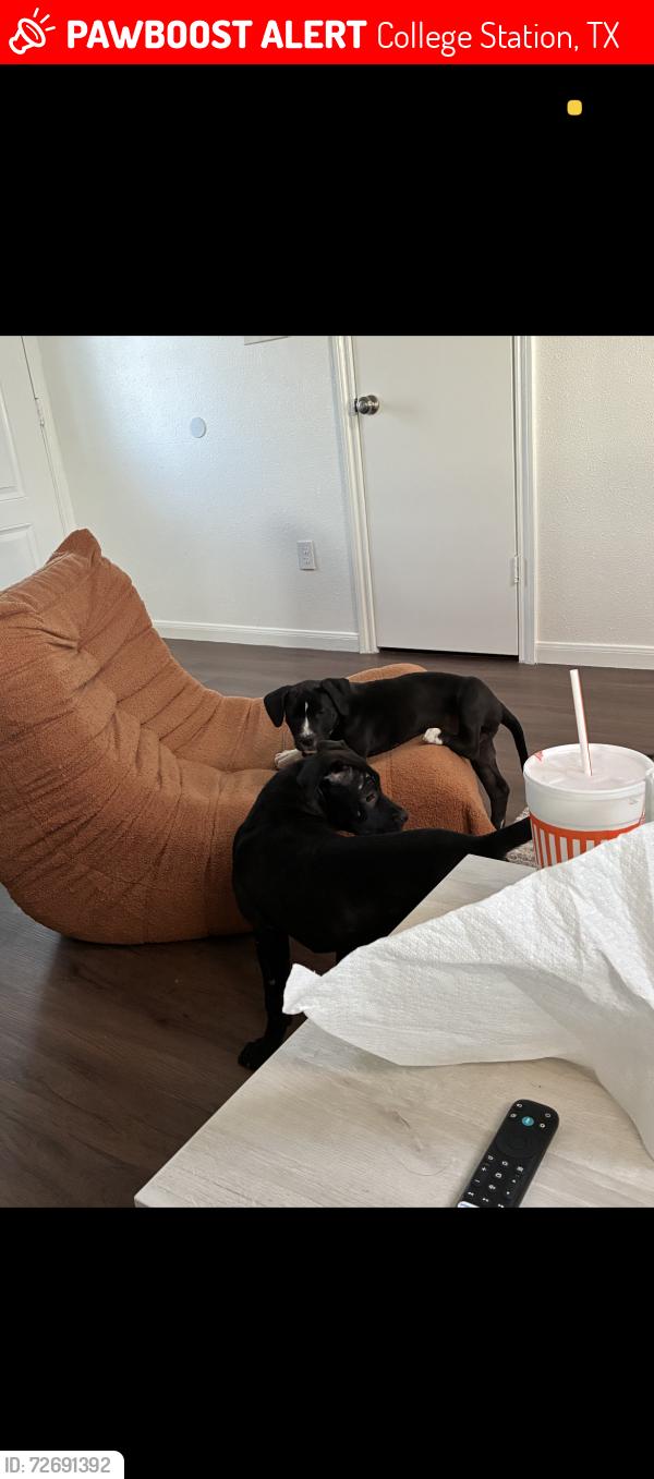 Lost Male Dog last seen Heather, College Station, TX 77845