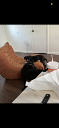 Lost Male Dog last seen Heather, College Station, TX 77845