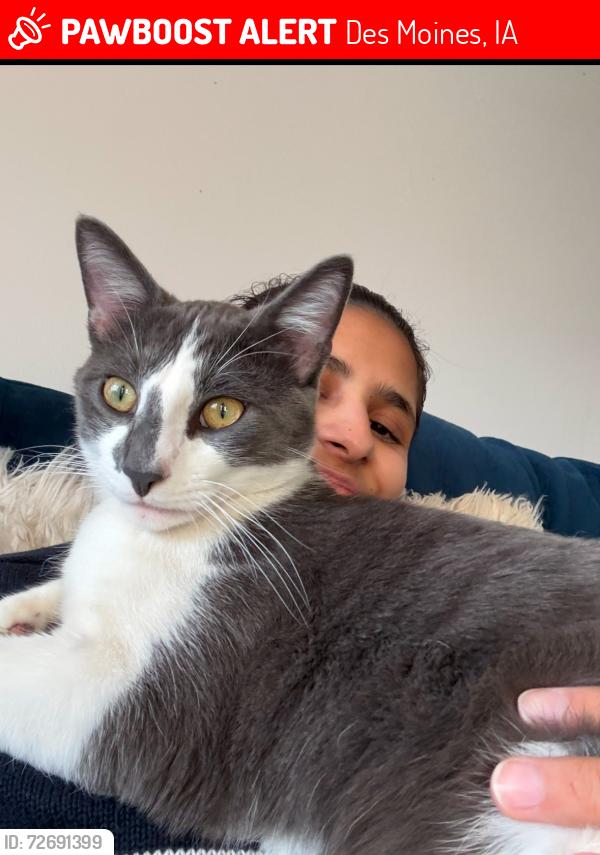 Lost Male Cat last seen Walmart, mail office , Lovejoy elementary, Des Moines, IA 50315