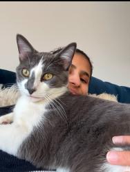 Lost Male Cat last seen Walmart, mail office , Lovejoy elementary, Des Moines, IA 50315