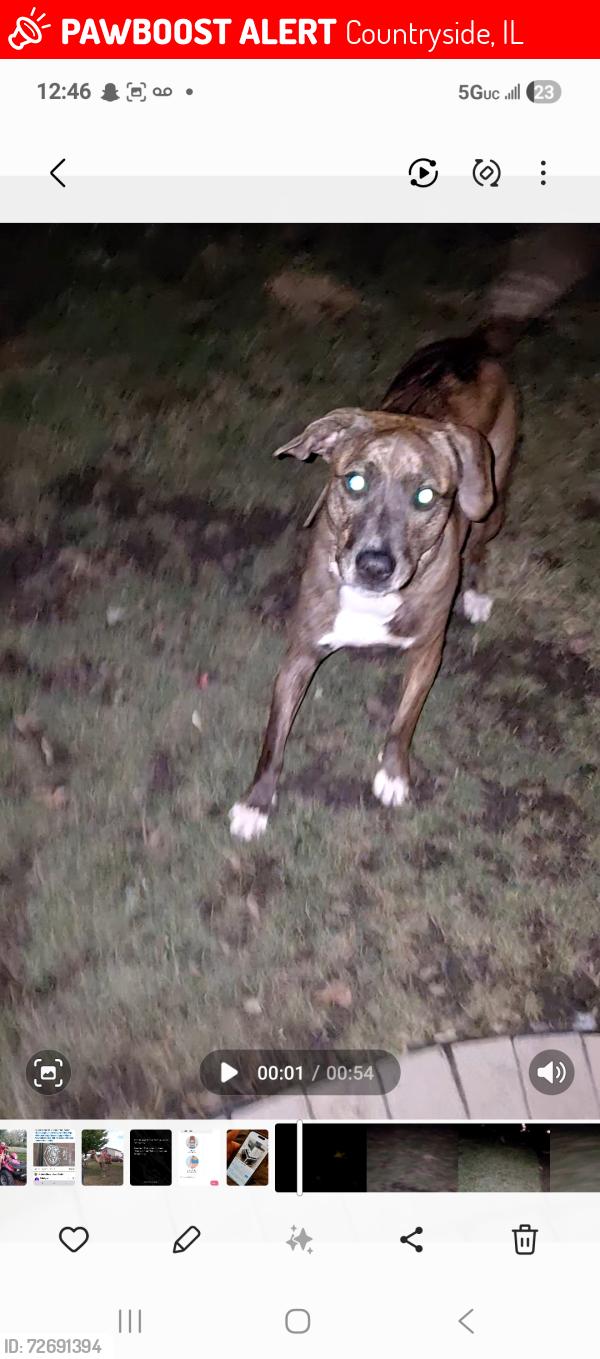 Lost Female Dog last seen Near and osage, Countryside, IL 60525