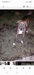 Lost Female Dog last seen Near and osage, Countryside, IL 60525