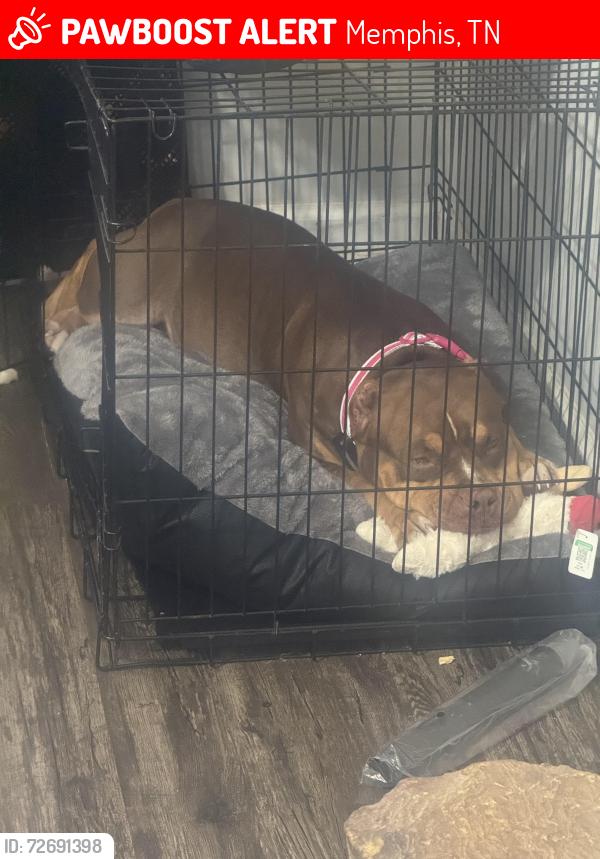 Lost Female Dog last seen Covington Pike, and yield rd, Memphis, TN 38135