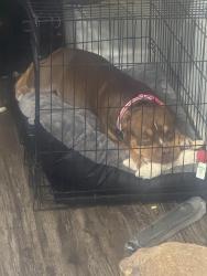 Lost Female Dog last seen Covington Pike, and yield rd, Memphis, TN 38135