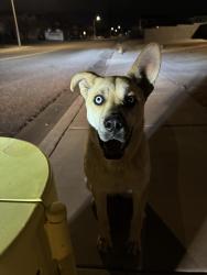 Found/Stray Unknown Dog last seen Diamond and hook , Victorville, CA 92392