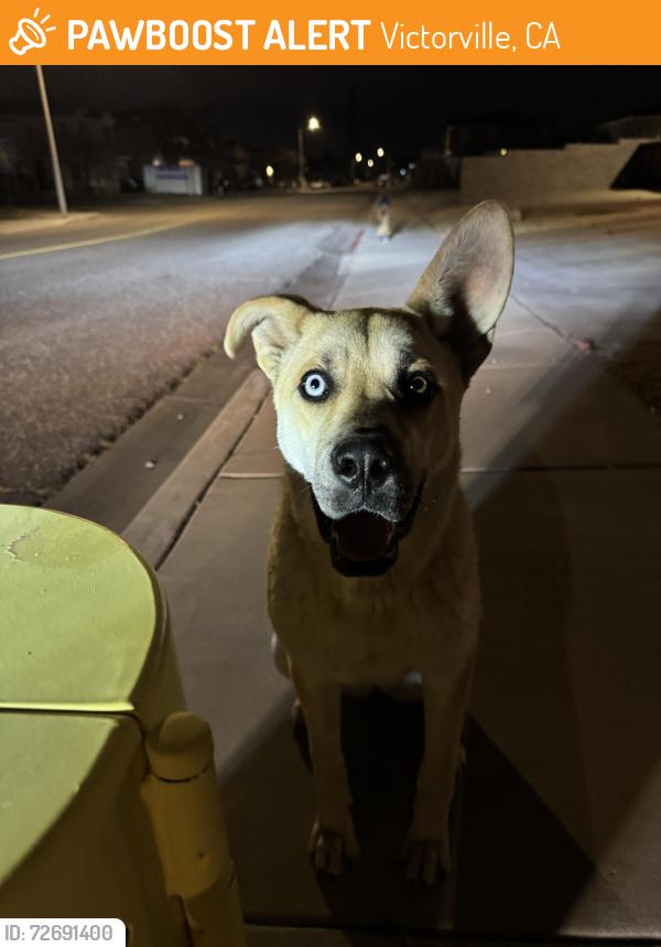 Found/Stray Unknown Dog last seen Diamond and hook , Victorville, CA 92392