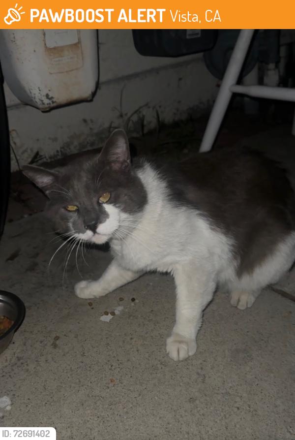 Found/Stray Unknown Cat last seen North, Vista, CA 92083