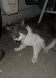 Found/Stray Unknown Cat last seen North, Vista, CA 92083