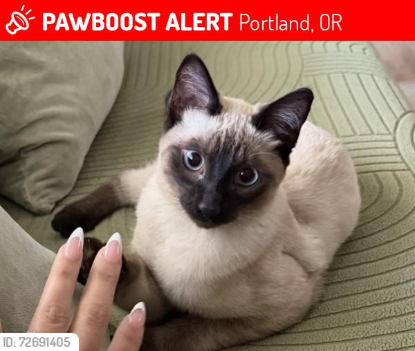 Lost Male Cat last seen 196th and Halsey, Portland, OR 97230
