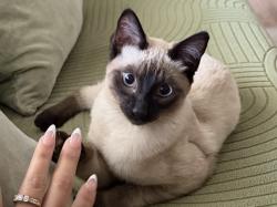 Lost Male Cat last seen 196th and Halsey, Portland, OR 97230