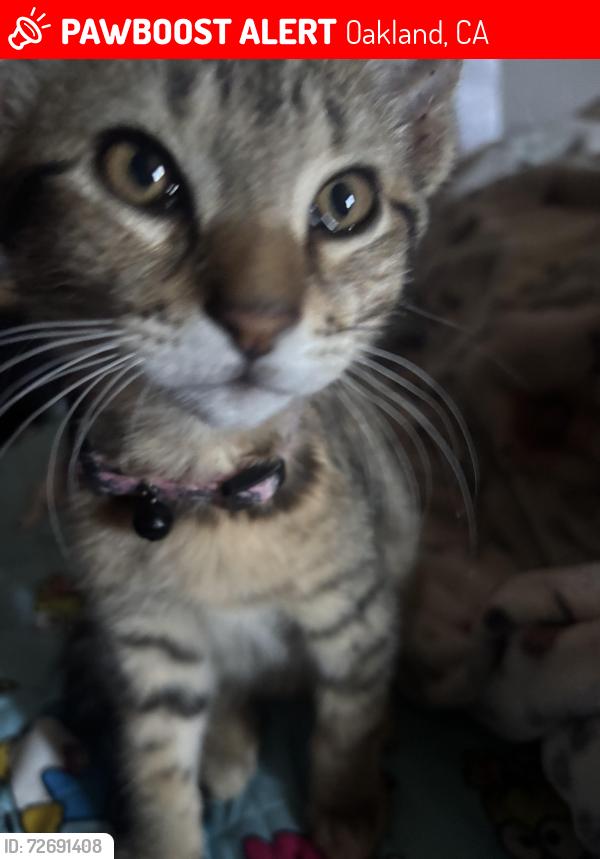 Lost Male Cat last seen Near 35th ave, Oakland, CA 94601