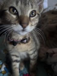 Lost Male Cat last seen Near 35th ave, Oakland, CA 94601