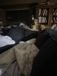 Lost Female Dog last seen Sand ridge road, West Palm Beach, FL 33418