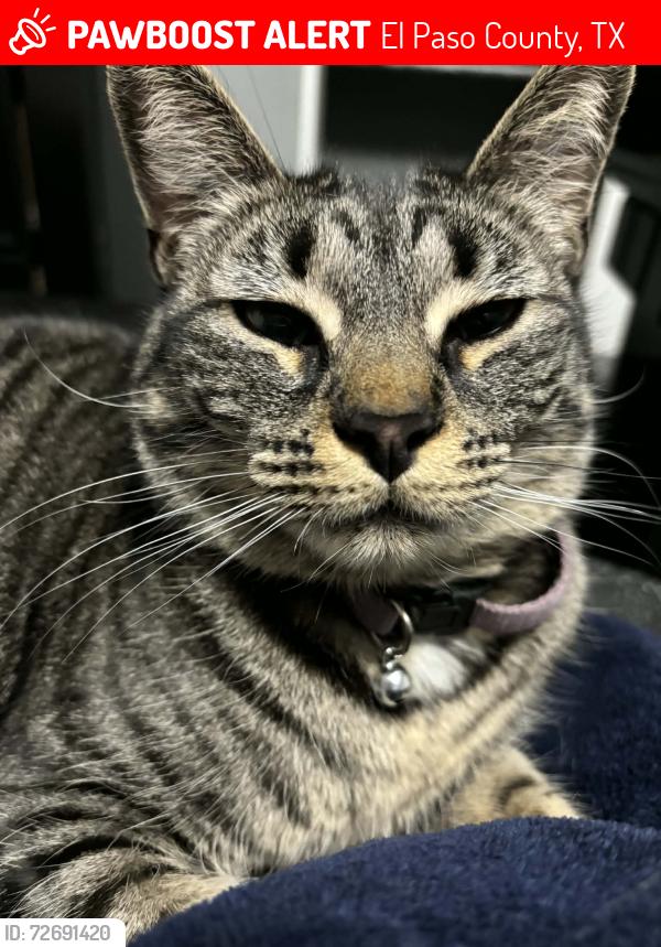 Lost Female Cat last seen Pebbles hills, El Paso County, TX 79938