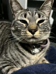 Lost Female Cat last seen Pebbles hills, El Paso County, TX 79938