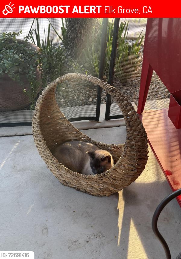 Lost Male Cat last seen 2nd Ave & Elk Grove Florin Rd, Elk Grove, CA 95624