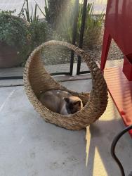 Lost Male Cat last seen 2nd Ave & Elk Grove Florin Rd, Elk Grove, CA 95624