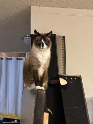 Lost Male Cat last seen Leigh and Hamilton, Campbell, CA 95008