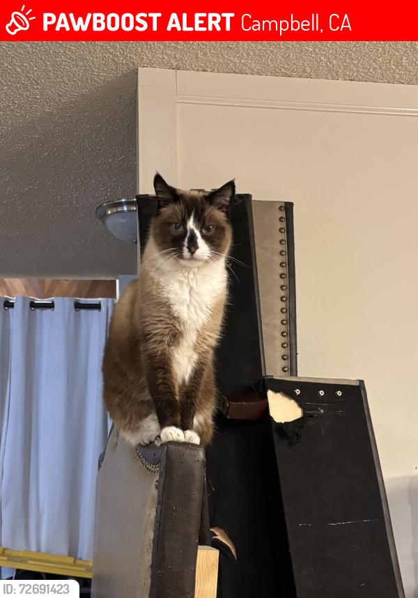 Lost Male Cat last seen Leigh and Hamilton, Campbell, CA 95008