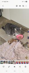 Lost Female Cat last seen Florida Street and Garfield , Huntington Beach, CA 92648