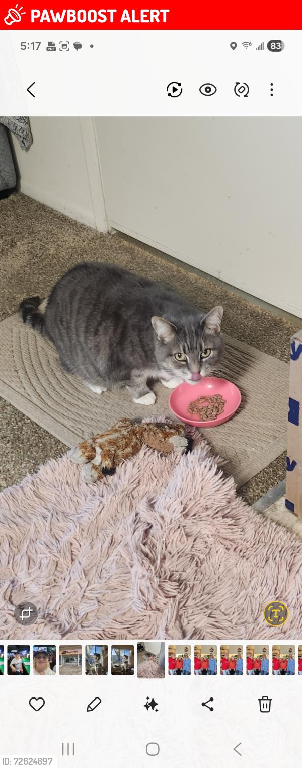 Lost Female Cat last seen Florida Street and Garfield , Huntington Beach, CA 92648