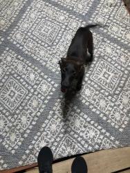 Lost Male Dog last seen Old port Isabel and hackberry st, Brownsville, TX 78521