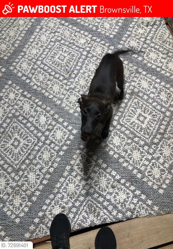 Lost Male Dog last seen Old port Isabel and hackberry st, Brownsville, TX 78521