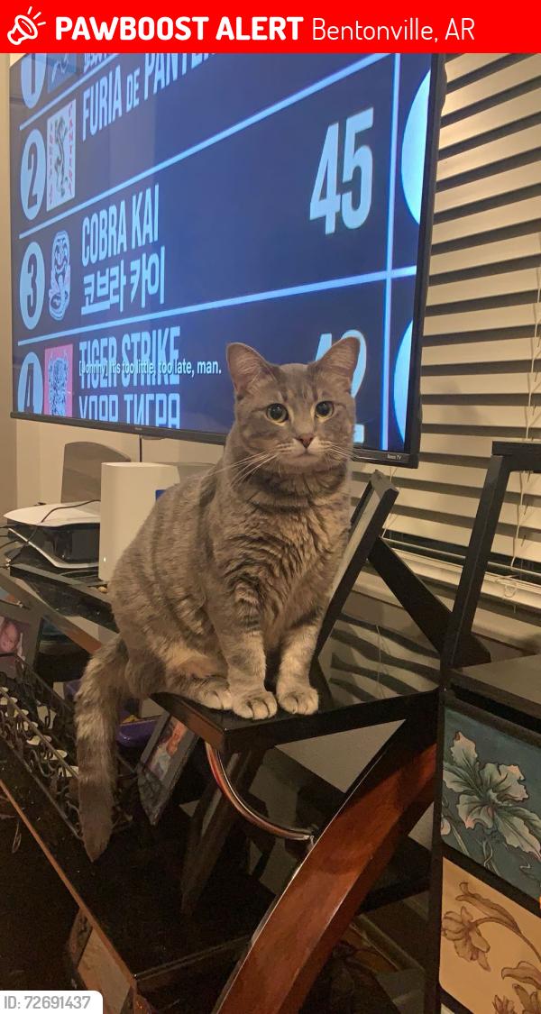 Lost Female Cat last seen Moberly ln, Bentonville, AR 72712