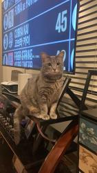 Lost Female Cat last seen Moberly ln, Bentonville, AR 72712