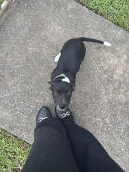Lost Female Dog last seen Stadium , Railway Estate, QLD 4810