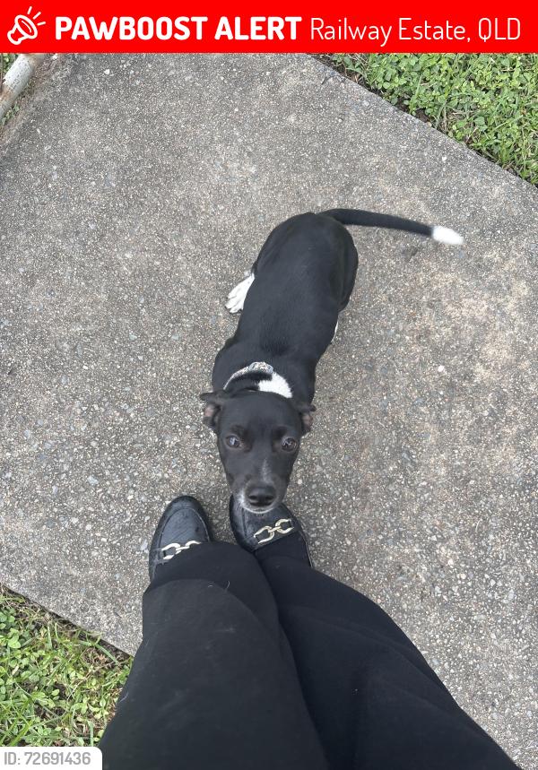Lost Female Dog last seen Stadium , Railway Estate, QLD 4810