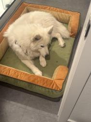 Lost Male Dog last seen Continental st and Airway road, San Diego, CA 92154