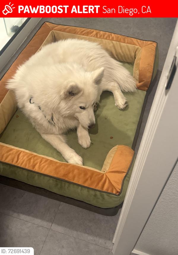 Lost Male Dog last seen Continental st and Airway road, San Diego, CA 92154
