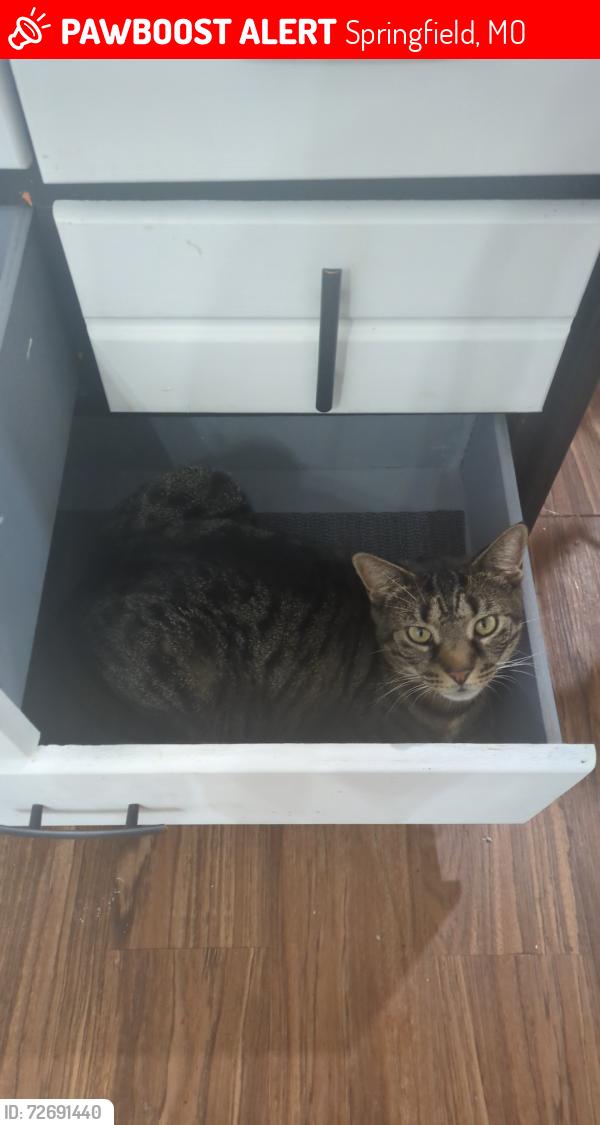 Lost Male Cat last seen Broadmoor, Springfield, MO 65807