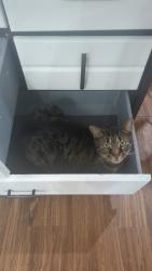 Lost Male Cat last seen Broadmoor, Springfield, MO 65807