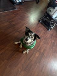 Lost Female Dog last seen Idlewild st , Commerce City, CO 80022