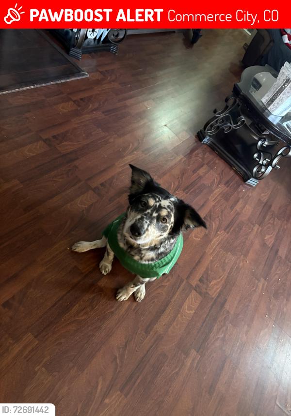 Lost Female Dog last seen Idlewild st , Commerce City, CO 80022