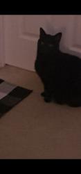 Lost Male Cat last seen Lexington ests/ Villa City Rd. , Groveland, FL 34736