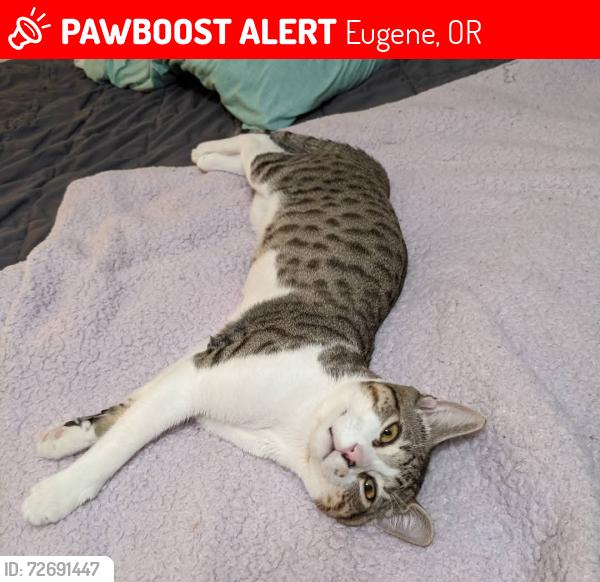 Lost Female Cat last seen Santa Clara/Belmont/Irving/River Rd, Eugene, OR 97404