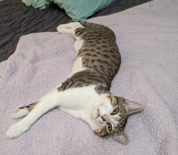 Lost Female Cat last seen Santa Clara/Belmont/Irving/River Rd, Eugene, OR 97404