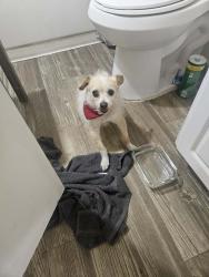 Found/Stray Male Dog last seen Saint Marys Rd and Bonita Ave, Tucson, AZ 85745
