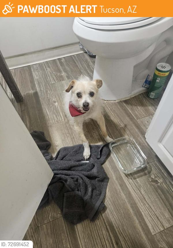 Found/Stray Male Dog last seen Saint Marys Rd and Bonita Ave, Tucson, AZ 85745