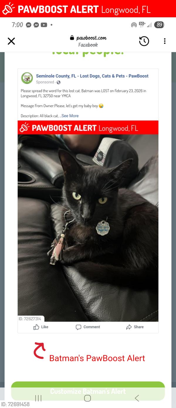 Lost Male Cat last seen YMCA, Longwood, FL 32750