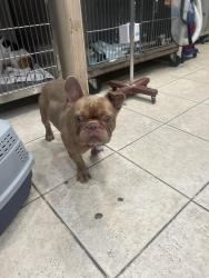 Found/Stray Male Dog last seen Bronx, The Bronx, NY 10462