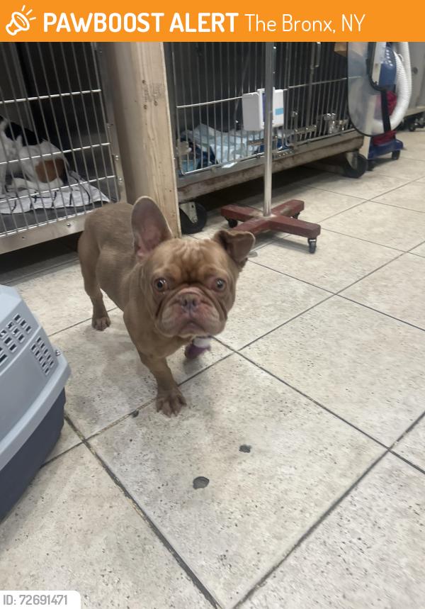 Found/Stray Male Dog last seen Bronx, The Bronx, NY 10462