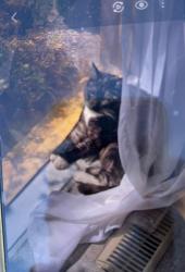 Lost Male Cat last seen Chapman Primary School, Chapman Oval, Chapman, ACT 2611