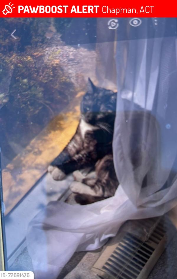 Lost Male Cat last seen Chapman Primary School, Chapman Oval, Chapman, ACT 2611