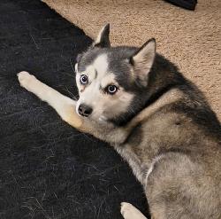 Found/Stray Unknown Dog last seen Lakemead Pwky and Warm Springs, Henderson, NV 89011