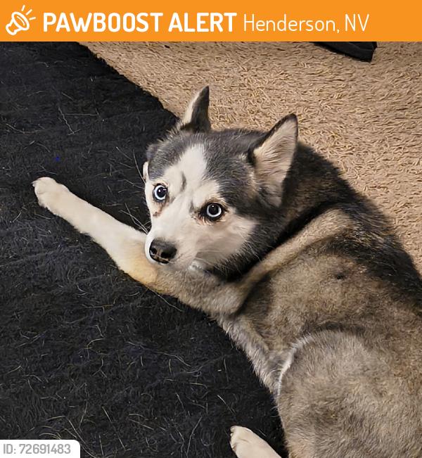 Found/Stray Unknown Dog last seen Lakemead Pwky and Warm Springs, Henderson, NV 89011